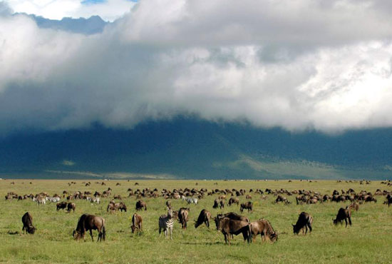Arusha Arusha