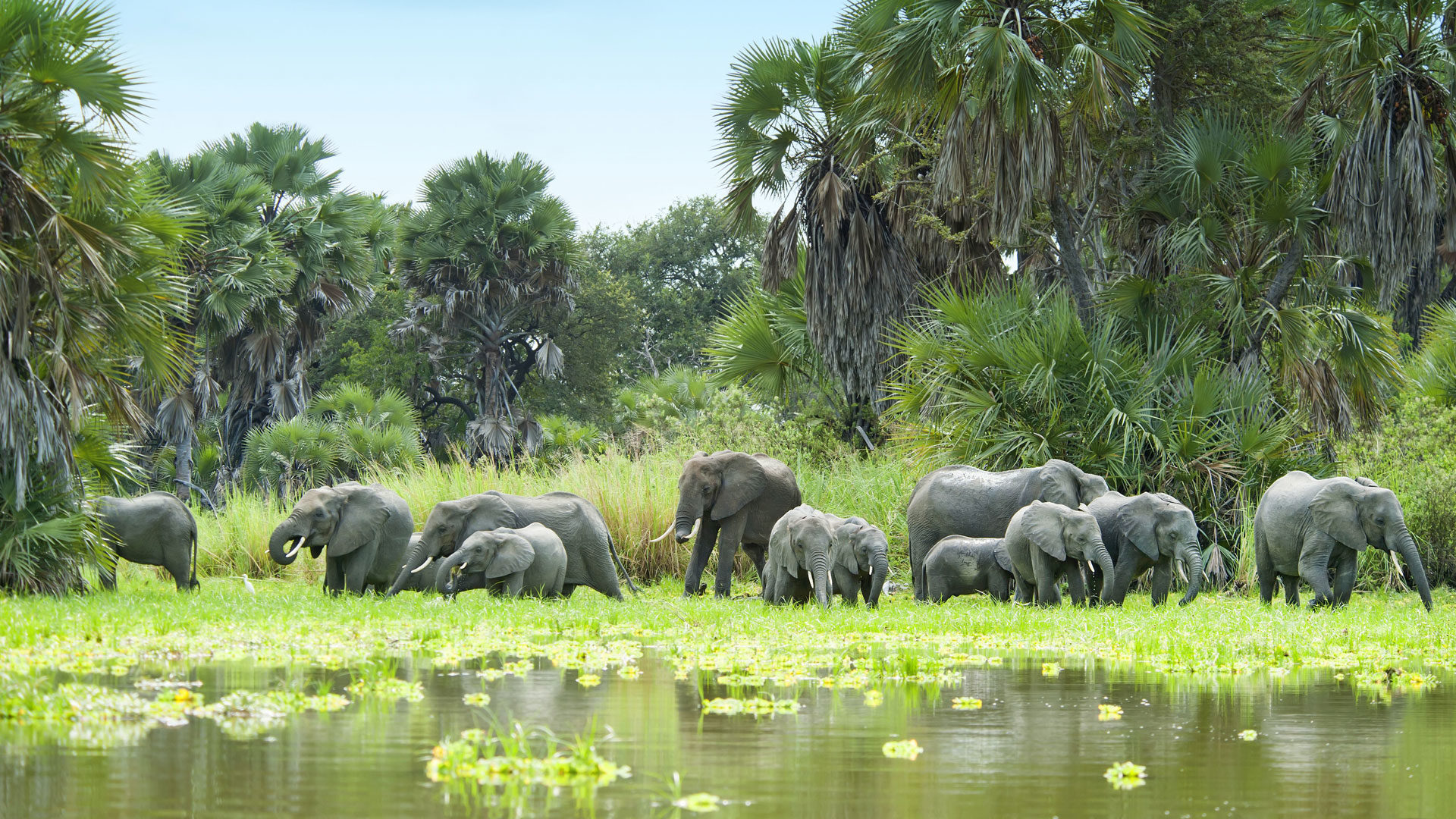 selous game reserve safari